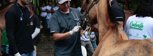 660 equinos sbeneficiados con sustitución de vehículos de tracción animal